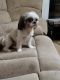 Shih Tzu Puppies for sale in Lawrenceville, GA, USA. price: $150