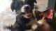 Shih Tzu Puppies for sale in Roanoke, VA, USA. price: $800