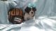 Shih Tzu Puppies for sale in Deltona, FL 32738, USA. price: $1,500