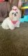 Shih Tzu Puppies for sale in Fairgrove, MI 48733, USA. price: NA