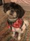 Shih Tzu Puppies for sale in Rancho Cucamonga, CA, USA. price: NA