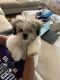 Shih Tzu Puppies for sale in Concord, NC, USA. price: NA