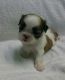 Shih Tzu Puppies for sale in Odessa, TX, USA. price: NA