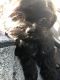 Shih Tzu Puppies for sale in Kennesaw, GA, USA. price: NA