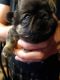 Shih Tzu Puppies for sale in New Lenox, IL, USA. price: $700