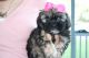 Shih Tzu Puppies for sale in Niles, IL, USA. price: $750