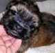 Shih Tzu Puppies for sale in Fischer, TX 78623, USA. price: NA