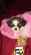 Shih Tzu Puppies for sale in 7220 Marbach Rd, San Antonio, TX 78227, USA. price: $300