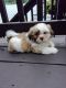 Shih Tzu Puppies for sale in Apple Creek, OH 44606, USA. price: NA