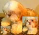 Shih Tzu Puppies for sale in 362 Highland Ave, Clifton, NJ 07011, USA. price: NA