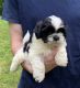 Shih Tzu Puppies for sale in Ashburnham, MA, USA. price: $900