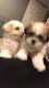 Shih Tzu Puppies for sale in Denver, CO, USA. price: $850
