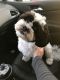 Shih Tzu Puppies for sale in Natrona Heights, PA 15065, USA. price: NA