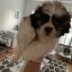 Shih Tzu Puppies for sale in The Bronx, NY, USA. price: NA