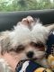 Shih Tzu Puppies for sale in Edison, NJ, USA. price: $1,000