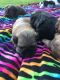Shih Tzu Puppies for sale in Canton, OH, USA. price: $799