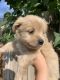 Shih Tzu Puppies for sale in Granger, WA 98932, USA. price: NA