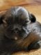 Shih Tzu Puppies for sale in Sarasota, FL, USA. price: $1,599