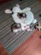 Shih Tzu Puppies for sale in Luttrell, TN 37779, USA. price: NA
