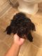 Shih Tzu Puppies for sale in Indianapolis, IN 46227, USA. price: NA