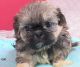 Shih Tzu Puppies for sale in Rochester, NY, USA. price: $600