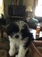 Shih Tzu Puppies for sale in Williamsport, PA, USA. price: $300