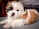 Shih Tzu Puppies for sale in Somerset, NJ 08873, USA. price: NA
