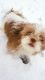 Shih Tzu Puppies for sale in Denham Springs, LA, USA. price: NA