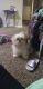 Shih Tzu Puppies for sale in 7480 MS-161, Walls, MS 38680, USA. price: NA