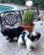 Shih Tzu Puppies for sale in Elk Grove, CA, USA. price: $1,300