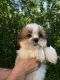 Shih Tzu Puppies for sale in Albion, NY 14411, USA. price: NA