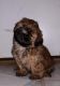 Shih Tzu Puppies for sale in Venice, FL, USA. price: $750