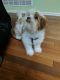 Shih Tzu Puppies for sale in New Brunswick, NJ, USA. price: NA