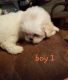 Shih Tzu Puppies for sale in 4740 280th St, Danbury, IA 51019, USA. price: NA