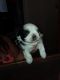 Shih Tzu Puppies for sale in Bedford, OH 44146, USA. price: NA