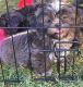 Shih Tzu Puppies for sale in Algonquin, IL, USA. price: NA