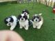 Shih Tzu Puppies for sale in Portland, OR, USA. price: NA
