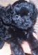 Shih Tzu Puppies for sale in The Bronx, NY 10463, USA. price: NA