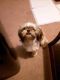 Shih Tzu Puppies for sale in 518 5th Ave, Patton, PA 16668, USA. price: NA