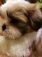 Shih Tzu Puppies for sale in Salisbury, NC, USA. price: $900