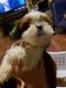 Shih Tzu Puppies for sale in Salisbury, NC, USA. price: $800