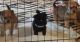 Shih Tzu Puppies for sale in Southaven, MS, USA. price: $500