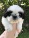 Shih Tzu Puppies for sale in 27 Cynthia St, Westwego, LA 70094, USA. price: $800