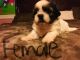 Shih Tzu Puppies for sale in 2809 Teresa St, Mission, TX 78574, USA. price: NA