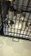 Shih Tzu Puppies for sale in Torrington, CT 06790, USA. price: $1,000