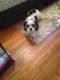 Shih Tzu Puppies for sale in Lackawanna, NY, USA. price: $200