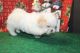 Shih Tzu Puppies for sale in Colorado Springs, CO, USA. price: NA