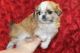 Shih Tzu Puppies for sale in Colorado Springs, CO, USA. price: $740