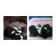 Shih Tzu Puppies for sale in Hollidaysburg, PA, USA. price: NA
