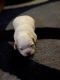 Shih Tzu Puppies for sale in 1970 Pope Rd, Allentown, PA 18104, USA. price: NA